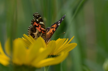 Painted Lady Butterfly on yellow coneflower