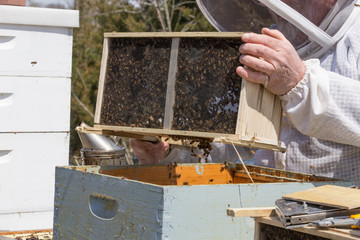 Shaking bees into their new box