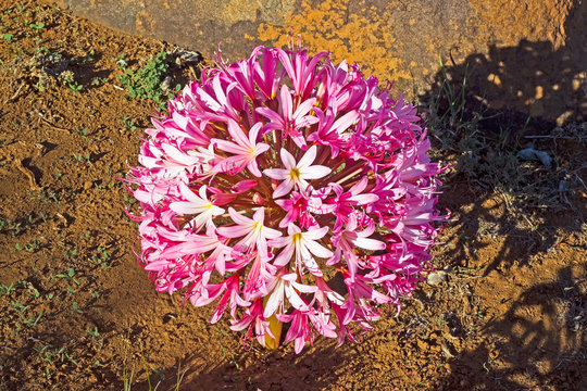 Large pink Chandelier lily, South Africa