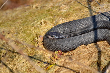 Melanistic Eastern Garter Snake in natural habitat