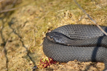 Melanistic Eastern Garter Snake in natural habitat