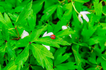 Red beetle of a ladybug on a green leaf in the woods