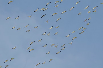 Greater Snow Geese migrating south in the fall 