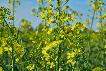 Natur Frühling 2018
