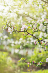 Photo of a beautiful pear blossom. Selective focus.