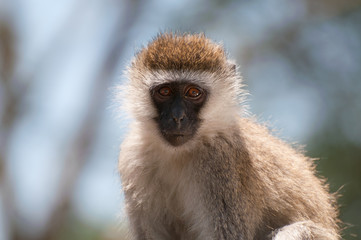 Close up of a spider monkey at Lake Nakuru 