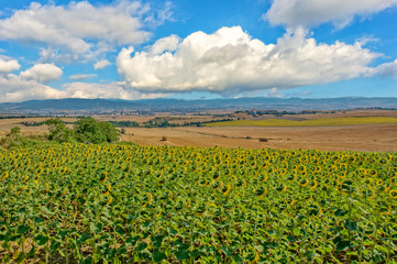 Fototapeta na wymiar Plantation of sunflowers on the road to Santiago