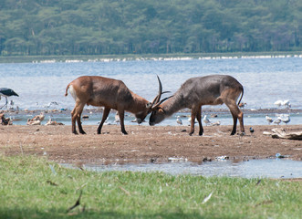 Swamp Buck fighting on the shore of Lake Nakuru
