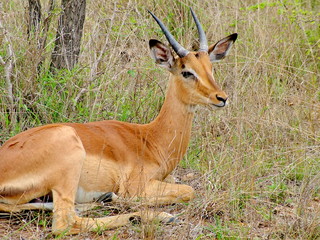 Impala on morning game drive safari, South Africa