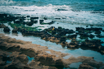 Beach rocks landscape