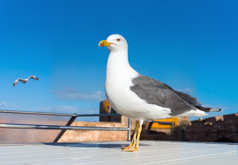 Fototapeta na wymiar Herring Gull sitting on a ship deck