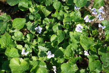 Colorful flower and flowers in german gardens
