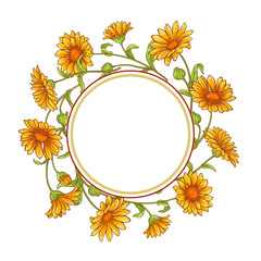 Obraz premium calendula flower vector frame