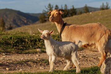 Obraz premium Mother goat and her kid