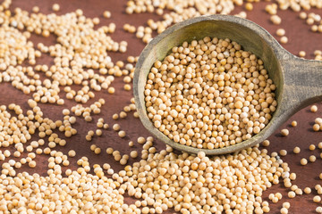 Yellow grain mustard - Sinapis alba