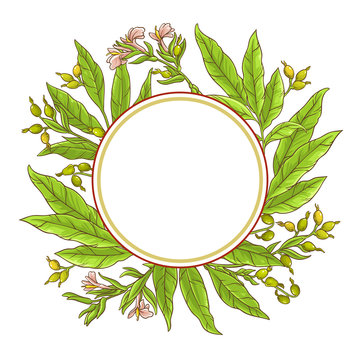 Cardamom Vector Frame