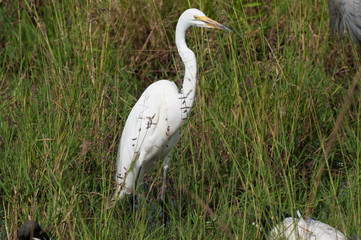 Heron near Lake Nakuru