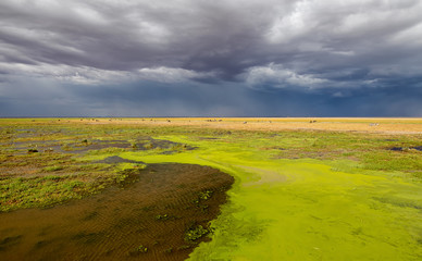 Sumpflandschaft in Kenia mit schweren Regenwolken und hellgrünen Algen
