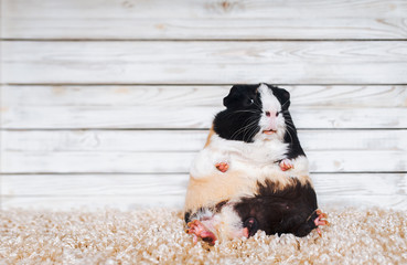 A funny guinea pig sits on a carpet on a grey vintage wooden background and looks at the viewer in...