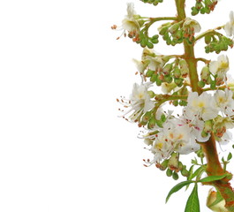 Blossoming Horse-chestnut (Aesculus hippocastanum, Conker tree) flowers and leaf isolated on white background, with clipping path