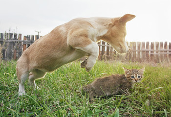 The dog jumps over the cat