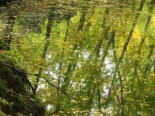 Fall leaves reflected in stream 1