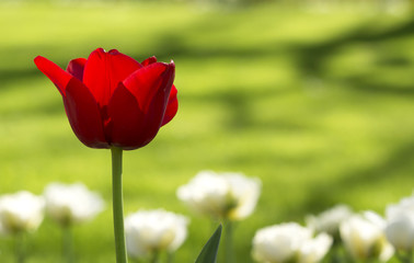 Red tulip in spring time