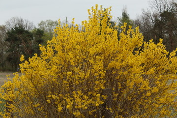 Fototapeta premium Fresizien Strauch