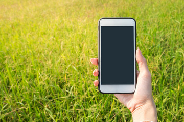Woman hand holding smartphone isolated on green rice farm background.