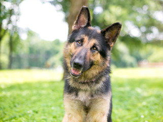A friendly German Shepherd dog listening with a head tilt