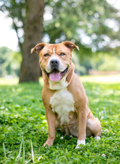 A happy Shar-Pei / Terrier mixed breed dog outdoors