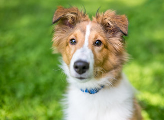 A purebred Shetland Sheepdog 