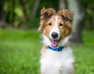 A purebred Shetland Sheepdog 