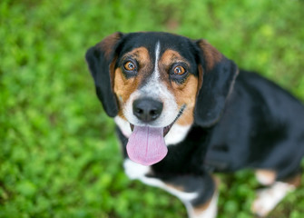 A happy tricolor Beagle dog looking up and panting