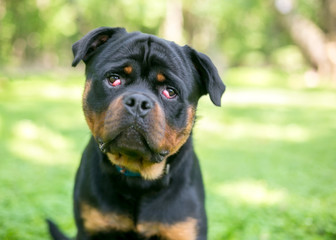 Fototapeta premium A purebred Rottweiler dog with nictitans gland prolapse or 