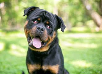 A purebred Rottweiler dog with nictitans gland prolapse or 