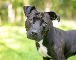 A brindle and white Pit Bull Terrier mixed breed dog listening with a head tilt