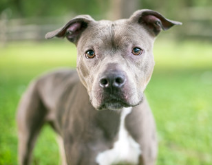 A gray and white Pit Bull Terrier mixed breed dog with floppy ears outdoors