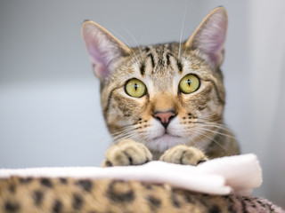 A domestic shorthair tabby cat peeking over the edge of a cat bed