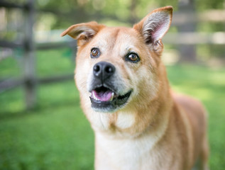 A Shiba Inu mixed breed dog with one floppy ear and one straight ear