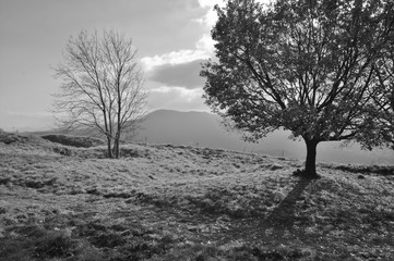 Paesaggio e panorama invernale in collina, sullo sfondo altre colline, tuscolo, castelli romani, lazio, italia	