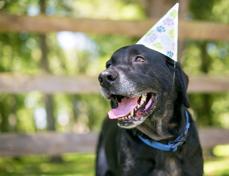 A black Labrador Retriever dog wearing a birthday party hat