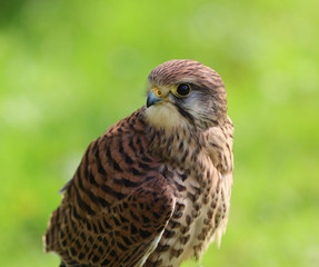 Portrait of an Eurasian Kestrel