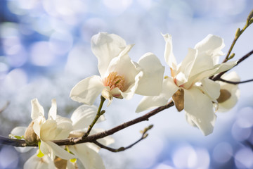 Fototapeta premium White magnolia flowers,blossoming branches, blue bokeh ,sunny day.Spring background