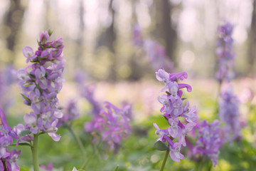 Spring flowers  Corydalis, early morning,  sunlight ,bokeh background.Nature background for advertising natural products for skin care and body care,herbal medecine and  pharmacy.
