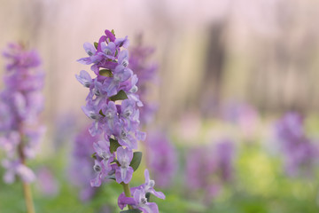 Spring flowers  Corydalis, early morning,  sunlight ,blurred background.Nature background for advertising natural products for skin care and body care,herbal medecine and  pharmacy.Beauty in nature