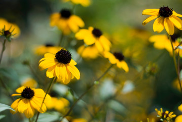 Yellow Black Eyed Susan Flowers