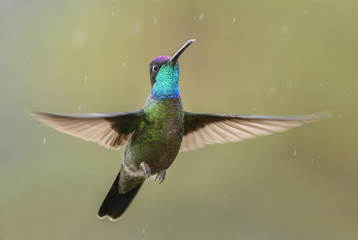 Fototapeta premium Magnificent Hummingbird - Eugenes fulgens, beautiful colorful hummingbird from Central America forests, Costa Rica.