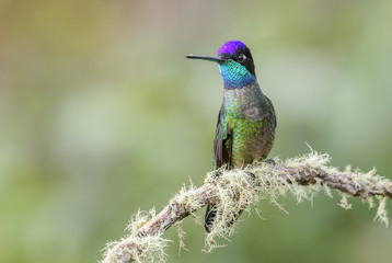Magnificent Hummingbird - Eugenes fulgens, beautiful colorful  hummingbird from Central America forests, Costa Rica.
