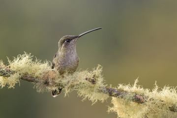 Fototapeta na wymiar Magnificent Hummingbird - Eugenes fulgens, beautiful colorful hummingbird from Central America forests, Costa Rica.